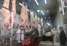 Exportaciones de origen animal alcanzan USD 2.255 millones al cierre de octubre, impulsadas por la carne bovina y porcina