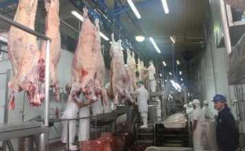 Exportaciones de origen animal alcanzan USD 2.255 millones al cierre de octubre, impulsadas por la carne bovina y porcina