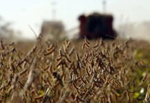 Argentina recortará en 7.300 millones de dólares sus exportaciones de soja