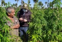 Consideran a Paraguay como líder regional en el desarrollo de la industrialización del cáñamo