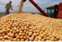 Paraguay se mantiene como 6.° mayor productor de soja en el mundo, según USDA