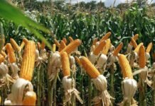 Buen desarrollo del maíz y la soja zafriña, pero preocupan heladas