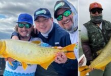 Un dorado marcado, fue recapturado cuatro días después