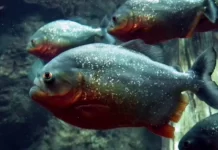 Herradura, el lugar en el que se le rinde culto a las pirañas