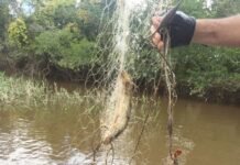 Veda pesquera prohíbe pesca, traslado y comercialización de peces en todo el territorio Paraguayo