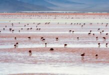Chile muestra interés en la propuesta boliviana para habilitar la Ruta del Litio