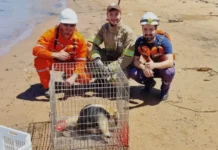 Bomberos rescatan a un oso melero de una barcaza en San Antonio