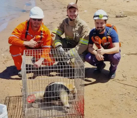 Bomberos rescatan a un oso melero de una barcaza en San Antonio