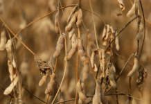 USDA elevó el pronóstico de producción de soja de Paraguay