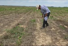 Municipios de Puerto Suárez y Cabezas se declaran en emergencia por sequía