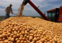 Capeco: Paraguay no puede vender soja en forma directa a la China