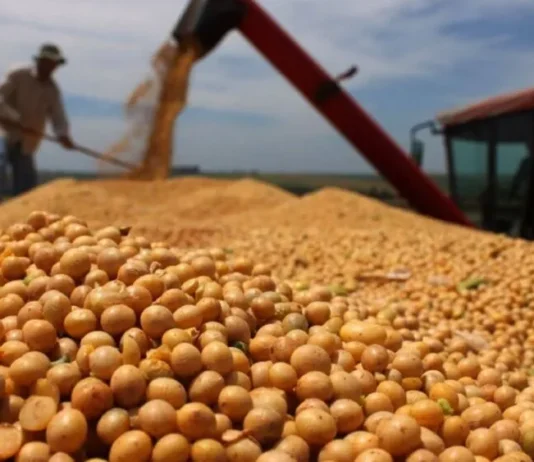 Capeco: Paraguay no puede vender soja en forma directa a la China