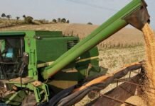 Granos, cereales y frutas, entre los productos primarios que más exporta Paraguay