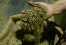 Con orden judicial, Misiones (Argentina) agua la fiesta de yerbateros paraguayos