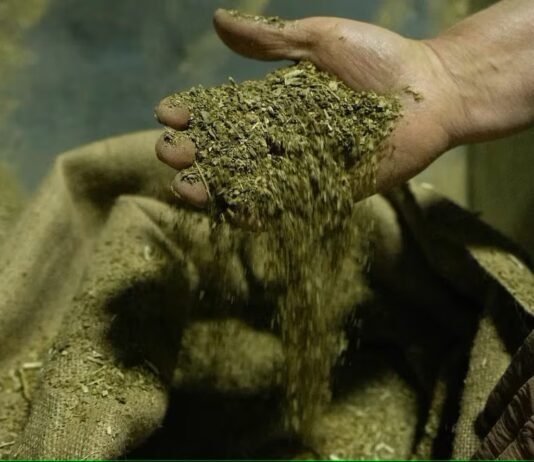 Con orden judicial, Misiones (Argentina) agua la fiesta de yerbateros paraguayos