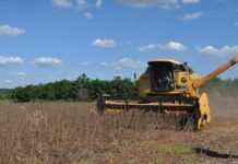 Exportación de Sésamo en alza, en el primer trimestre aumentaron 18% envío a mercados internacionales