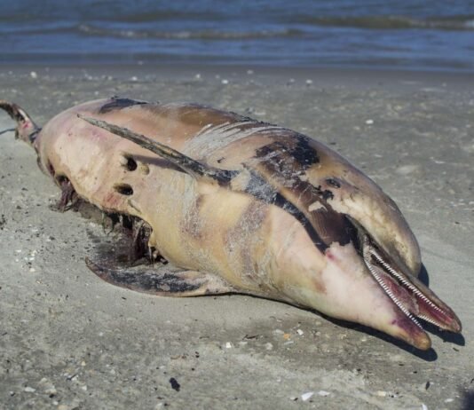 Crisis Ambiental en el Mar Negro: Derrame de Petróleo Devasta Ecosistemas y Amenaza la Biodiversidad