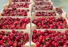 ¿Fin de la hegemonía solitaria? Perú prepara su ofensiva en la cereza con el Puerto de Chancay como arma clave para 2026