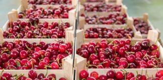 ¿Fin de la hegemonía solitaria? Perú prepara su ofensiva en la cereza con el Puerto de Chancay como arma clave para 2026