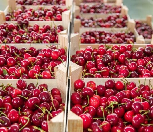 ¿Fin de la hegemonía solitaria? Perú prepara su ofensiva en la cereza con el Puerto de Chancay como arma clave para 2026