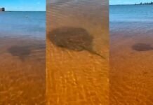 Alerta en playas de Encarnación: aumentan los casos de picaduras de rayas