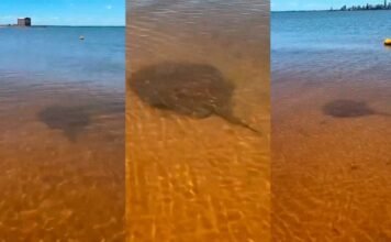 Alerta en playas de Encarnación: aumentan los casos de picaduras de rayas