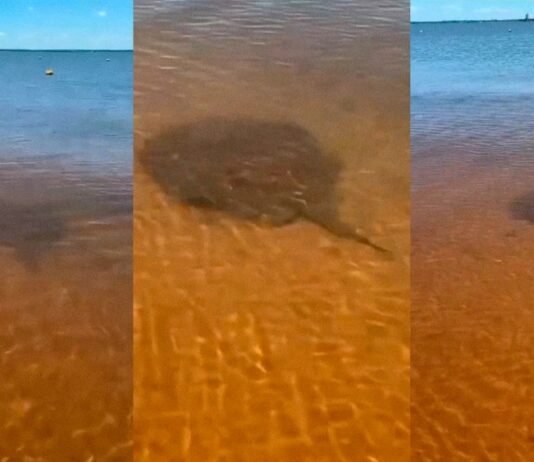 Alerta en playas de Encarnación: aumentan los casos de picaduras de rayas
