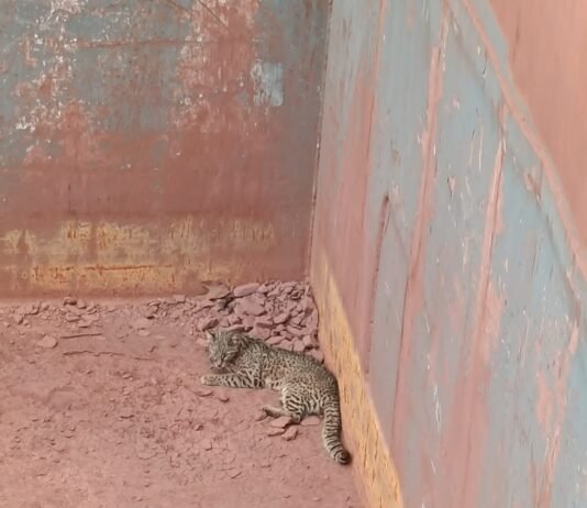 Rescatan un felino silvestre en peligro de extinción que se encontraba en una barcaza amarrada en Villeta