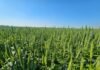 Chía y sésamo paraguayos: crecimiento, mercados y el desafío logístico para sostener la competitividad internacional