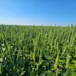 Chía y sésamo paraguayos: crecimiento, mercados y el desafío logístico para sostener la competitividad internacional