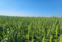 Chía y sésamo paraguayos: crecimiento, mercados y el desafío logístico para sostener la competitividad internacional