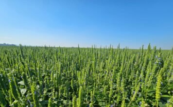 Chía y sésamo paraguayos: crecimiento, mercados y el desafío logístico para sostener la competitividad internacional