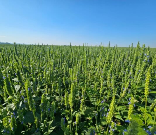 Chía y sésamo paraguayos: crecimiento, mercados y el desafío logístico para sostener la competitividad internacional