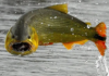 Gigantesco cardumen de dorados remonta el Paraná: Paraguay y Argentina refuerzan su protección