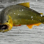 Gigantesco cardumen de dorados remonta el Paraná: Paraguay y Argentina refuerzan su protección