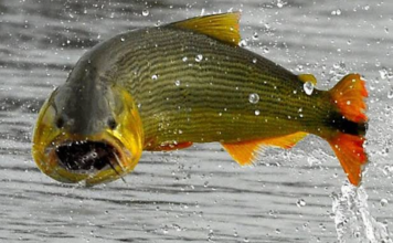 Gigantesco cardumen de dorados remonta el Paraná: Paraguay y Argentina refuerzan su protección