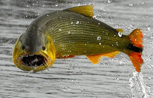 Gigantesco cardumen de dorados remonta el Paraná: Paraguay y Argentina refuerzan su protección